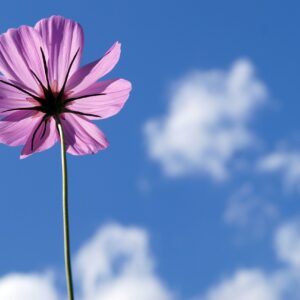 cosmea, pink, flower-6529220.jpg