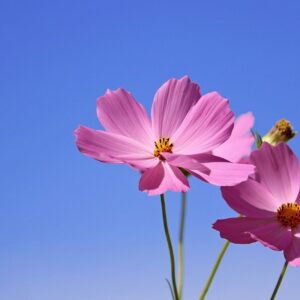 cosmos, flower, wildflower-6680031.jpg