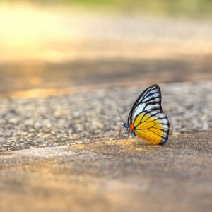 orange gull, cepora judith, thailand-6594958.jpg